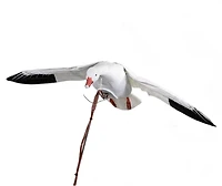 Higdon Clone Snow Goose Decoy
