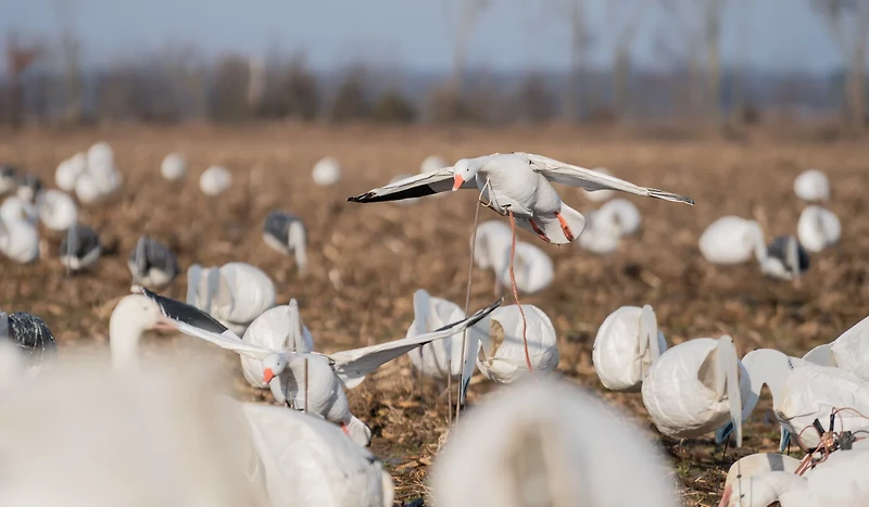 Higdon Clone Snow Goose Decoy