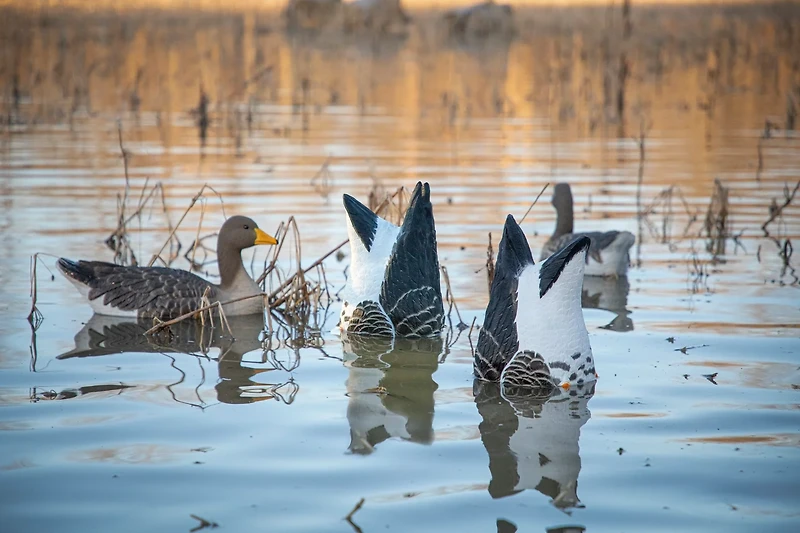 Magnum Goose Butt Speck 2-Pack