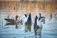 Magnum Goose Butt Speck 2-Pack