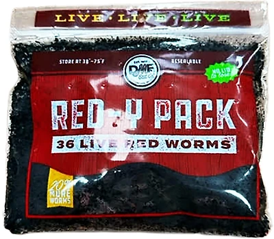 DMF Bait Live Red Worms 36-Pack