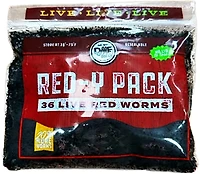 DMF Bait Live Red Worms 36-Pack