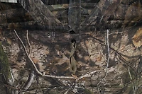 Browning Evade Hunting Blind