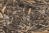 ALPS Outdoorz Camouflage Zero-Gravity Layout Blind