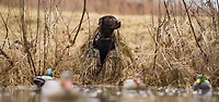 ALPS Outdoorz Alpha Dog Blind
