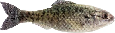 6th Sense Panorama 2.75 Soft Baits 8-Pack