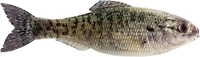 6th Sense Panorama 2.75 Soft Baits 8-Pack