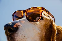 goodr OG Classic Frame Sunglasses