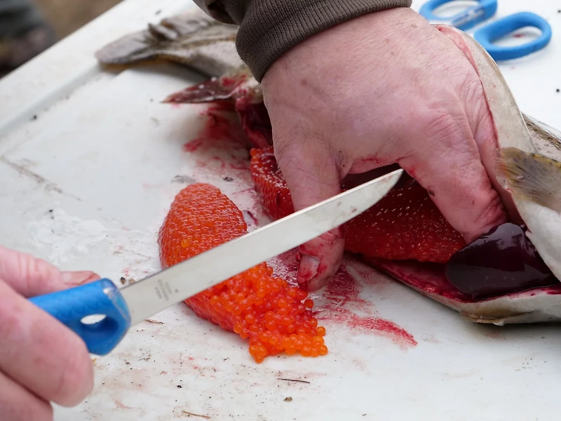 Cuda 5 in TI-Bonded Fillet Knife with Roe Spoon