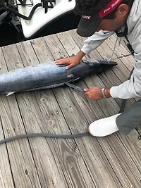 Cuda 7 in Professional Wide Semi-Flex Fillet Knife with Micarta Handle