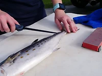 Cuda 9 in Professional Fillet Knife with Micarta Handle