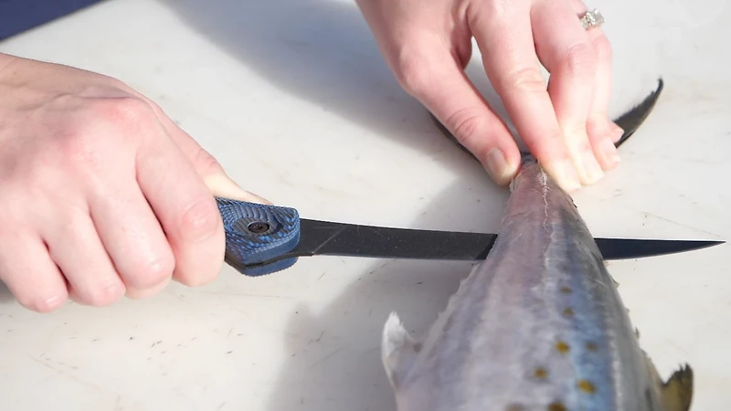 Cuda 6 in Professional Curved Boning Knife with Micarta Handle