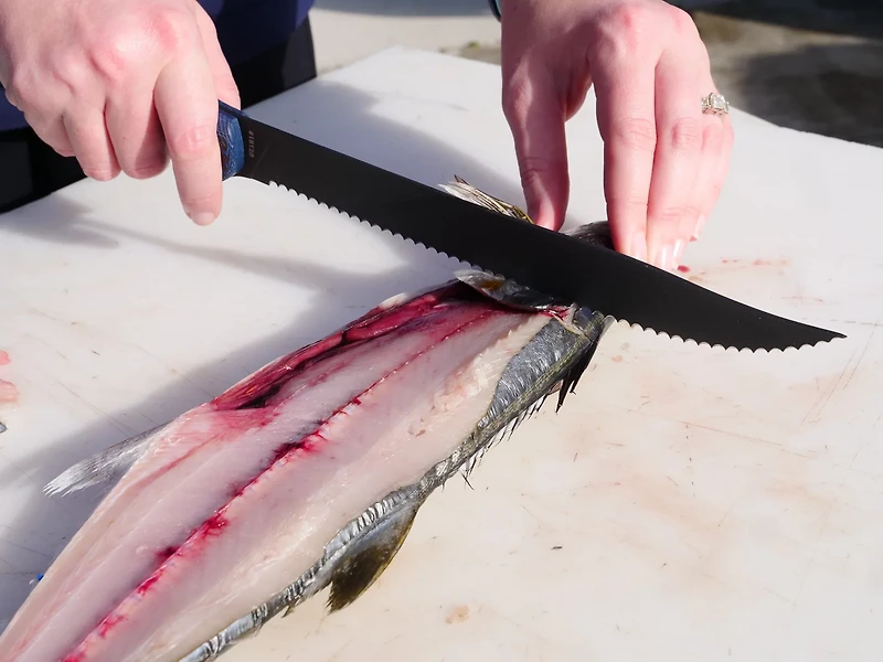 Cuda 9 in Professional Serrated Knife with Micarta Handle