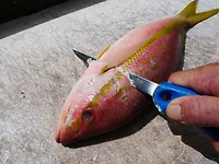 Cuda 6 in TI-Bonded Fillet Knife with Sheath