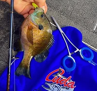 Cuda 7.5 in Freshwater SS Fishing Forceps