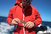 Cuda 7.25 in TI Alloy Pliers