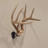 Allen Company EZ Mount Horn Bracket