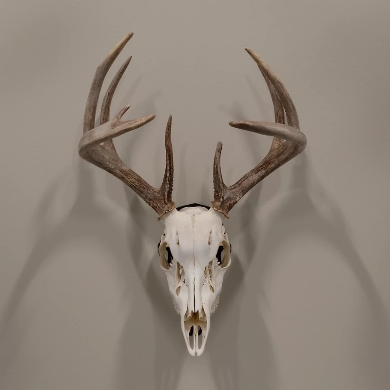 Allen Company EZ Mount Silhouette Skull Peg