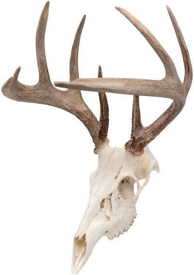 Allen Company EZ Mount Skull Peg Hook