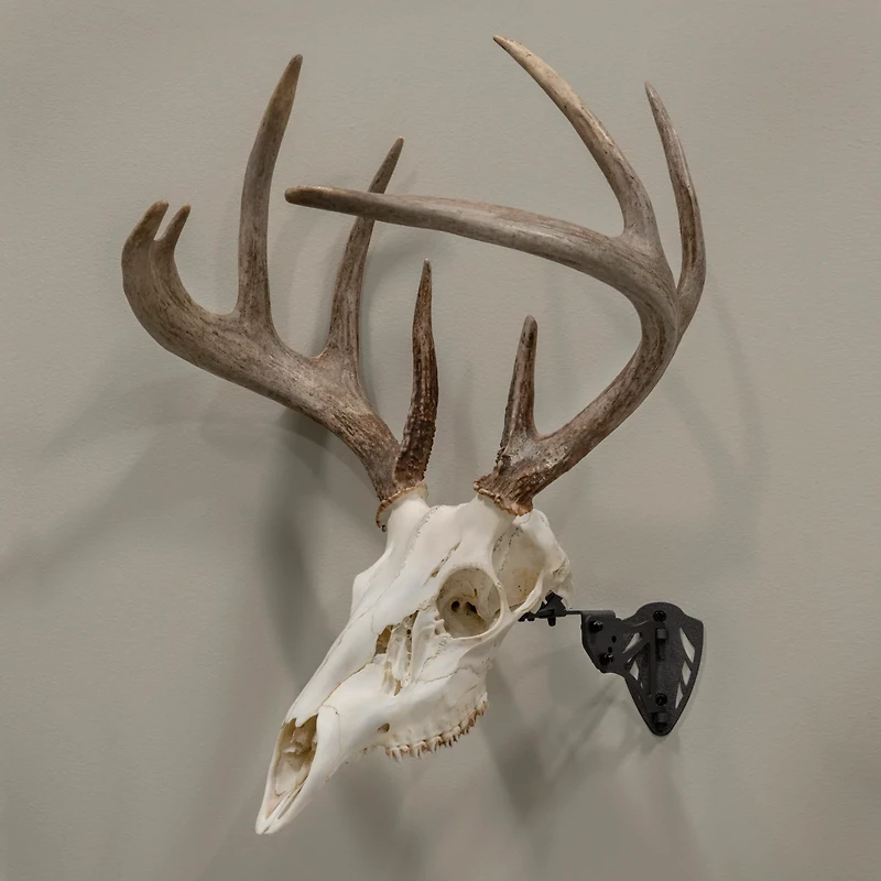 Allen Company EZ Mount Trophy Skull Hanger
