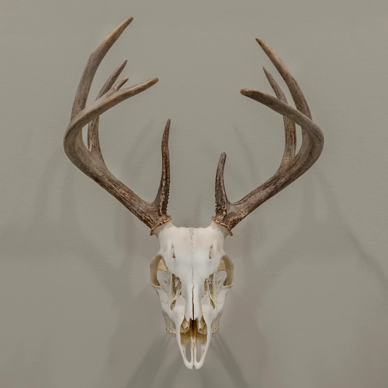 Allen Company EZ Mount Trophy Skull Hanger