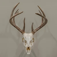 Allen Company EZ Mount Trophy Skull Hanger