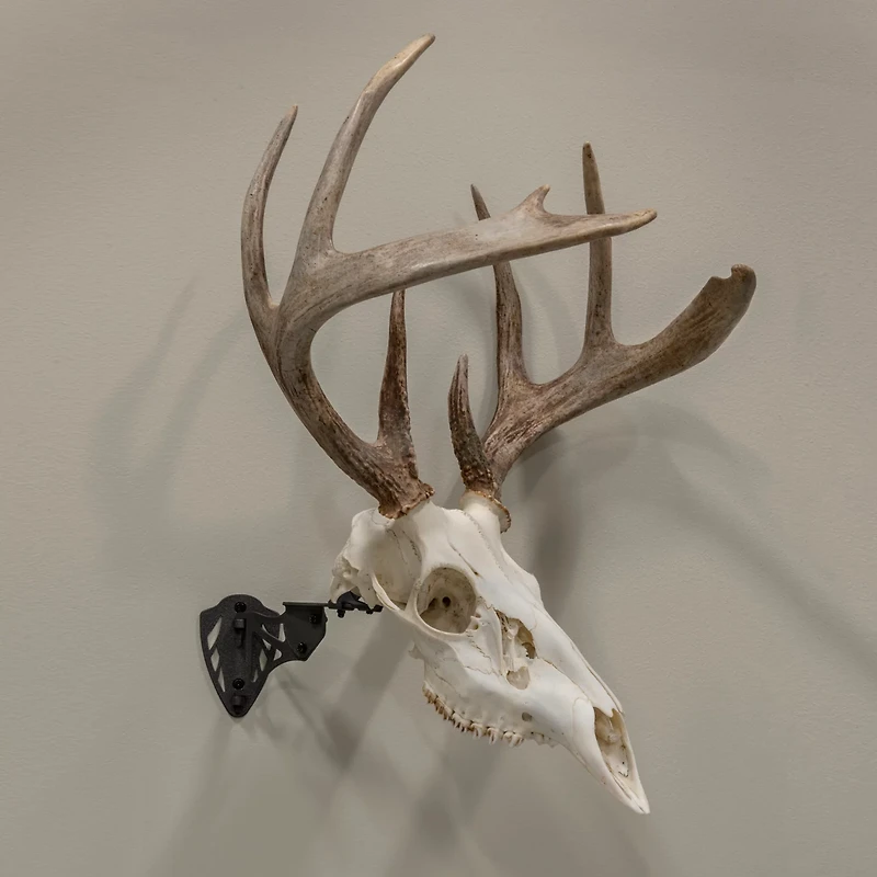 Allen Company EZ Mount Trophy Skull Hanger