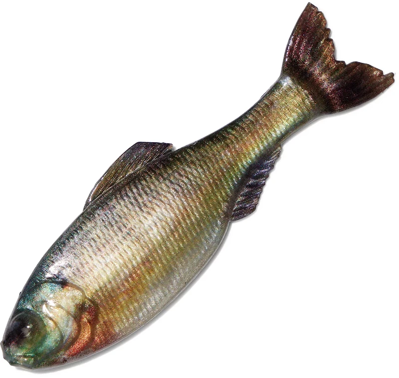 6th Sense Panorama 2 Soft Baits 8-Pack