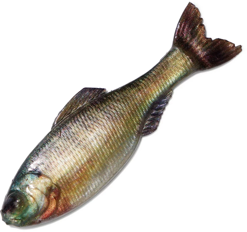 6th Sense Panorama 2.75 Soft Baits 8-Pack