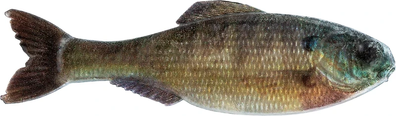 6th Sense Panorama 2 Soft Baits 8-Pack