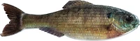 6th Sense Panorama 2.75 Soft Baits 8-Pack