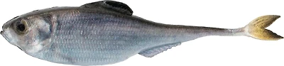 6th Sense Fiction Shad 2.8 in. Unrigged Plastic Swim Bait 6-Pack
