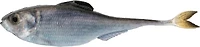 6th Sense Fiction Shad 2.8 in. Unrigged Plastic Swim Bait 6-Pack