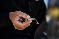 6th Sense Strobe Minnow Unrigged Plastic Swim Bait 5-Pack