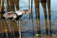 MOJO Elite Series Pintail Decoy