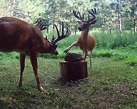 Trophy Rock 12 lb Rock Supplement