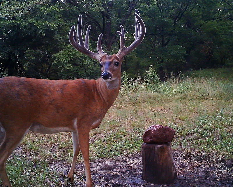 Trophy Rock 12 lb Rock Supplement