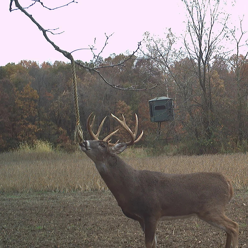 Wildlife Research Center Golden Rope™ Scent Kit 3-pack
