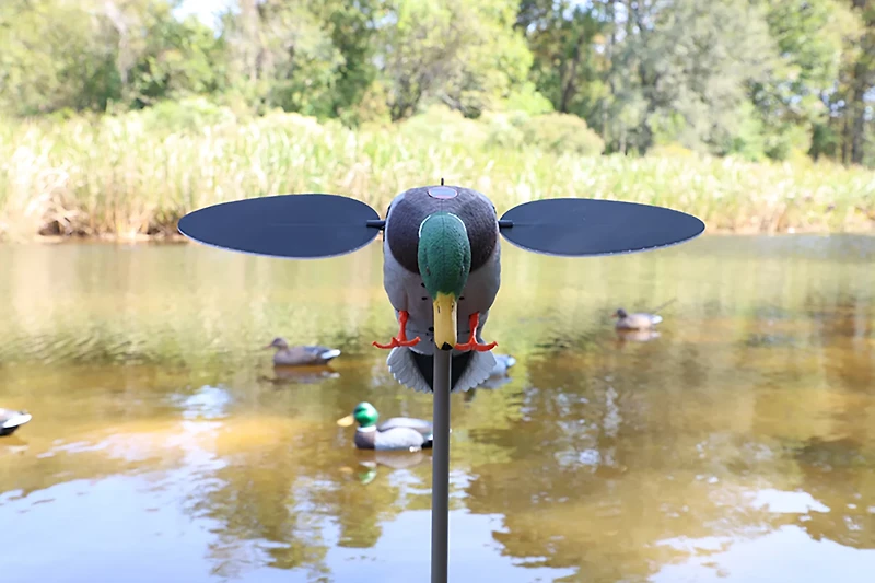 MOJO Outdoors Silver Mallard Duck Decoy