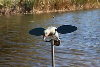 MOJO Outdoors Green Wing Duck Decoy