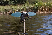 MOJO Outdoors Green Wing Duck Decoy