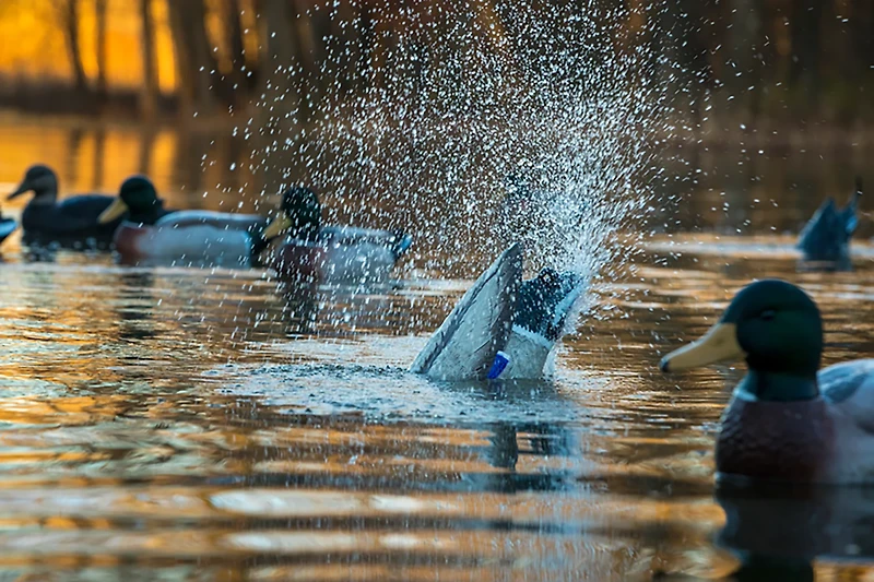 Higdon Pulsator Pro Mallard 3-D Duck Decoy