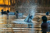 Higdon Pulsator Pro Mallard 3-D Duck Decoy