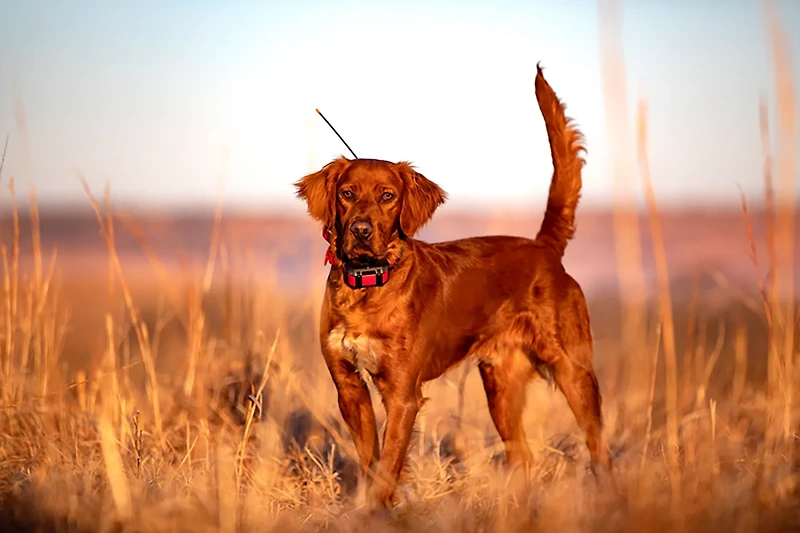 Garmin Alpha 300 Handheld
