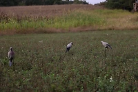 Lucky Duck Clip-On Dove Decoy 4-Pack