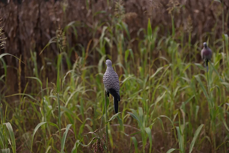 Lucky Duck Clip-On Dove Decoy 4-Pack
