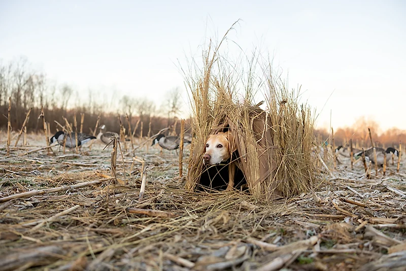 Higdon Quick Draw Dog Blind
