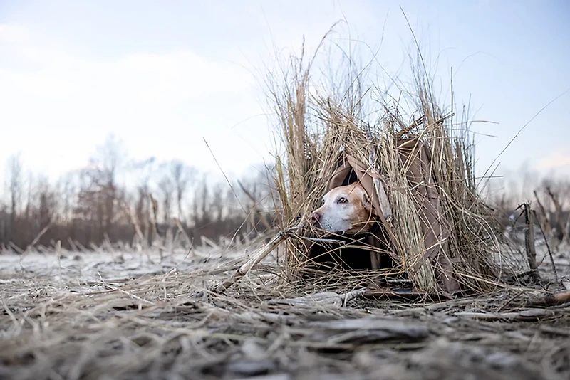 Higdon Quick Draw Dog Blind