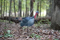 Higdon FLEX Turkey Upright Tom Silhouette