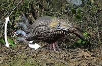 Higdon XS TruFeeder Motion Turkey Hen